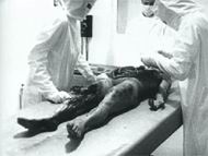 extraterrestre de Roswell